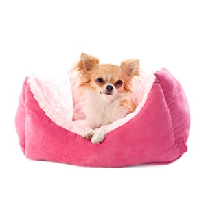 dog bed