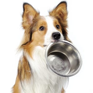 מזון יבש לכלבים בוגרים