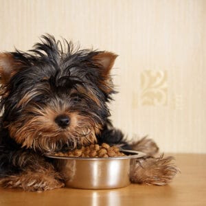 מזון יבש לכלבים גורים