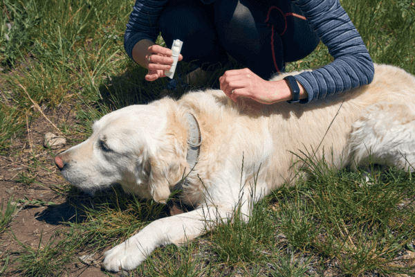 אמפולות מומלצות לכלב | קולר הדברה לכלב