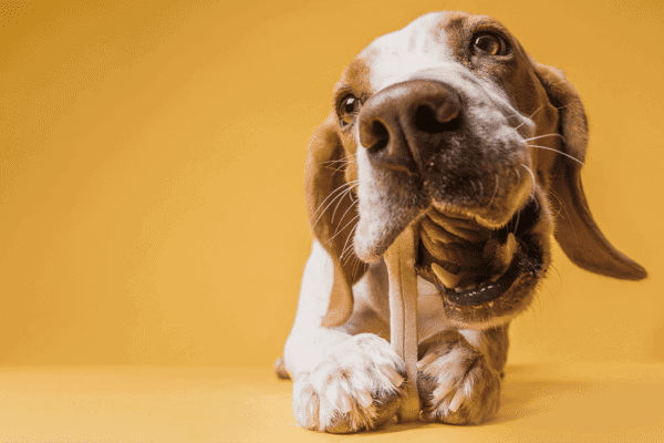 חטיפים מומלצים לכלבים וחתולים