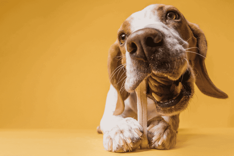 חטיפים מומלצים לכלבים וחתולים