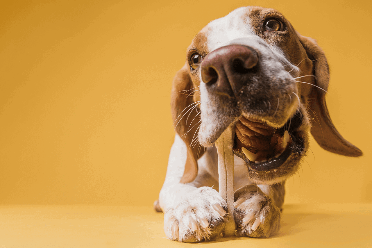 חטיפים מומלצים לכלבים וחתולים