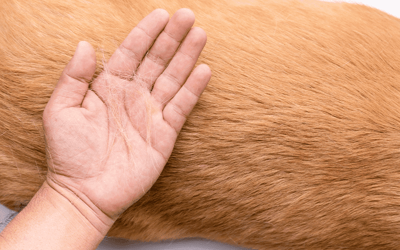 נשירת פרווה אצל כלבים