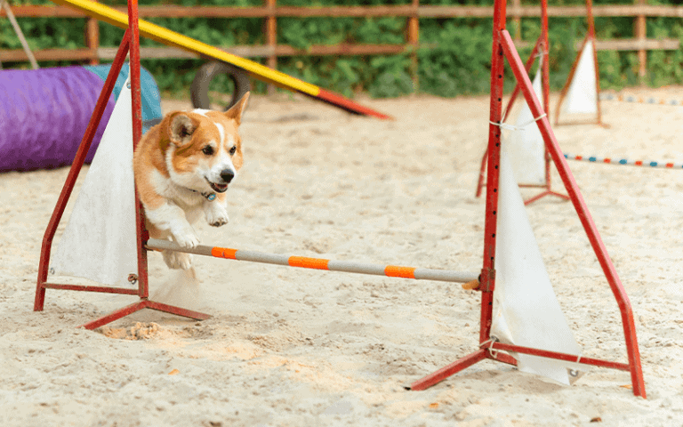 פעילות ספורטיבית לכלבים