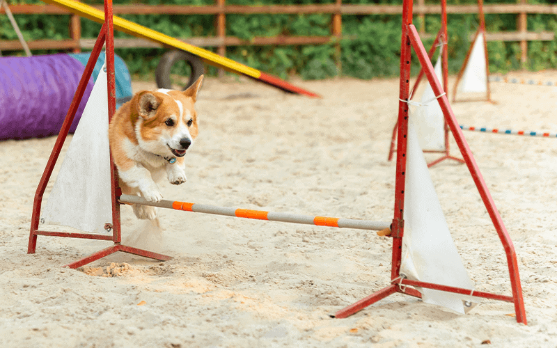 פעילות ספורטיבית לכלבים