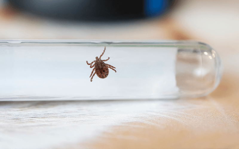 פרעושים בבית