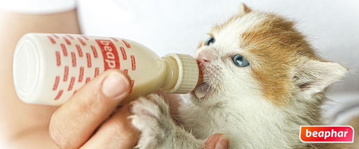 גור חתולים שותה תחליף חלב אם של חברת ביהפר