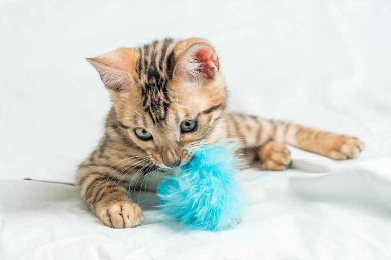 איך לבחור צעצוע לחתול?