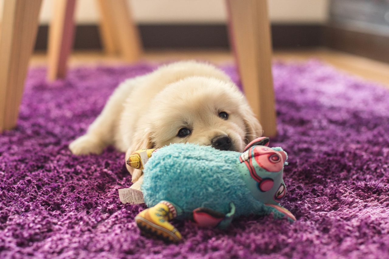איך לבחור צעצוע לכלב?