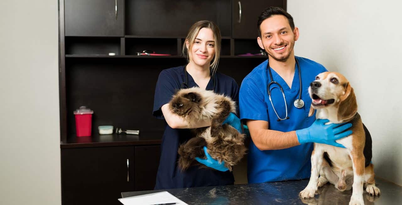 ביטוח רפואי לכלבים וחתולים