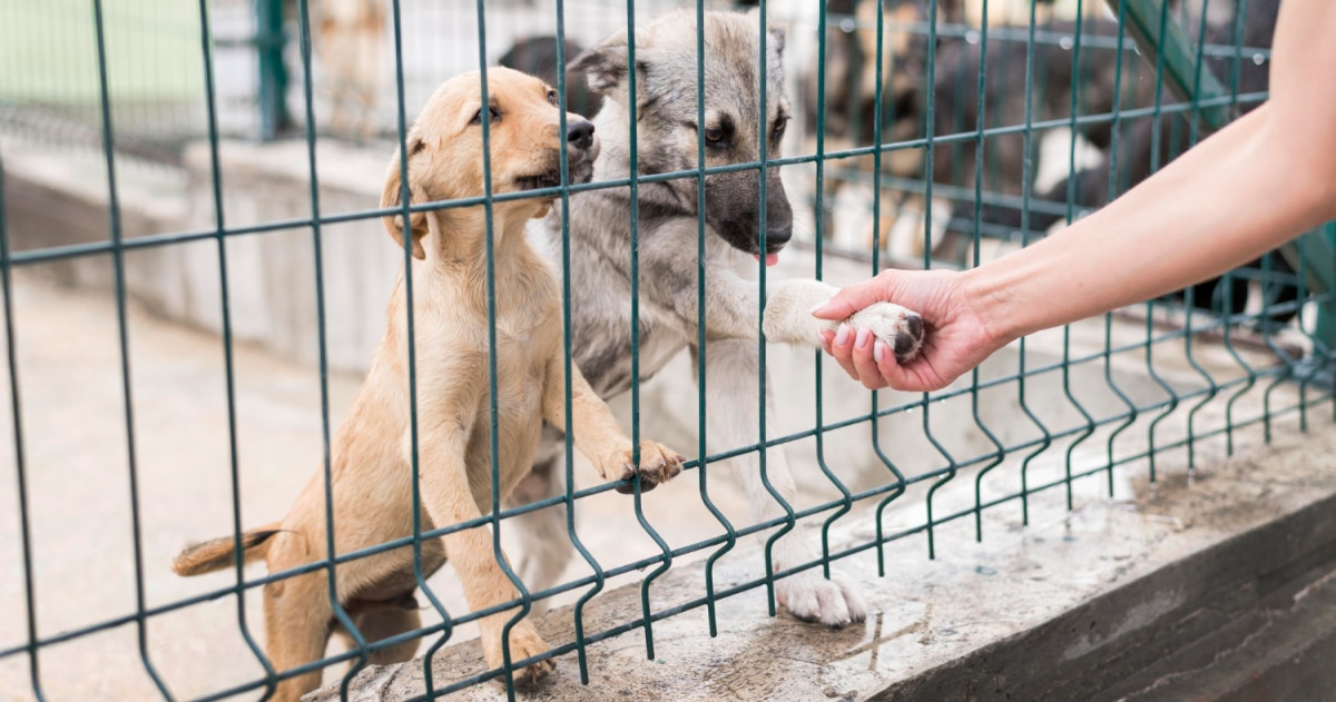 מגיע לכלב אזור משלו ולכם בית בלי פיפי:  גדר תיחום לכלב