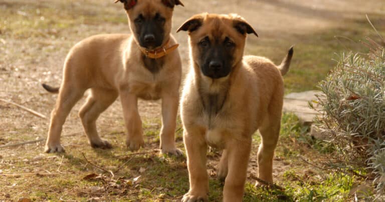 אילוף וחינוך פיפי בבית: פדים לכלבים
