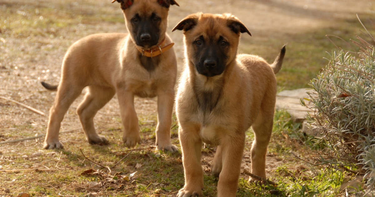 אילוף וחינוך פיפי בבית: פדים לכלבים