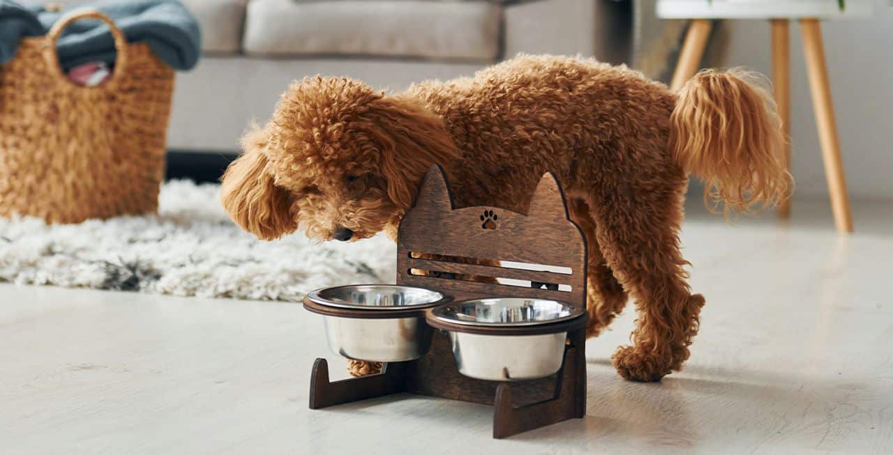 אוכל לכלבים קטנים - למה צריך אוכל במיוחד לכלבים מגזע קטן?