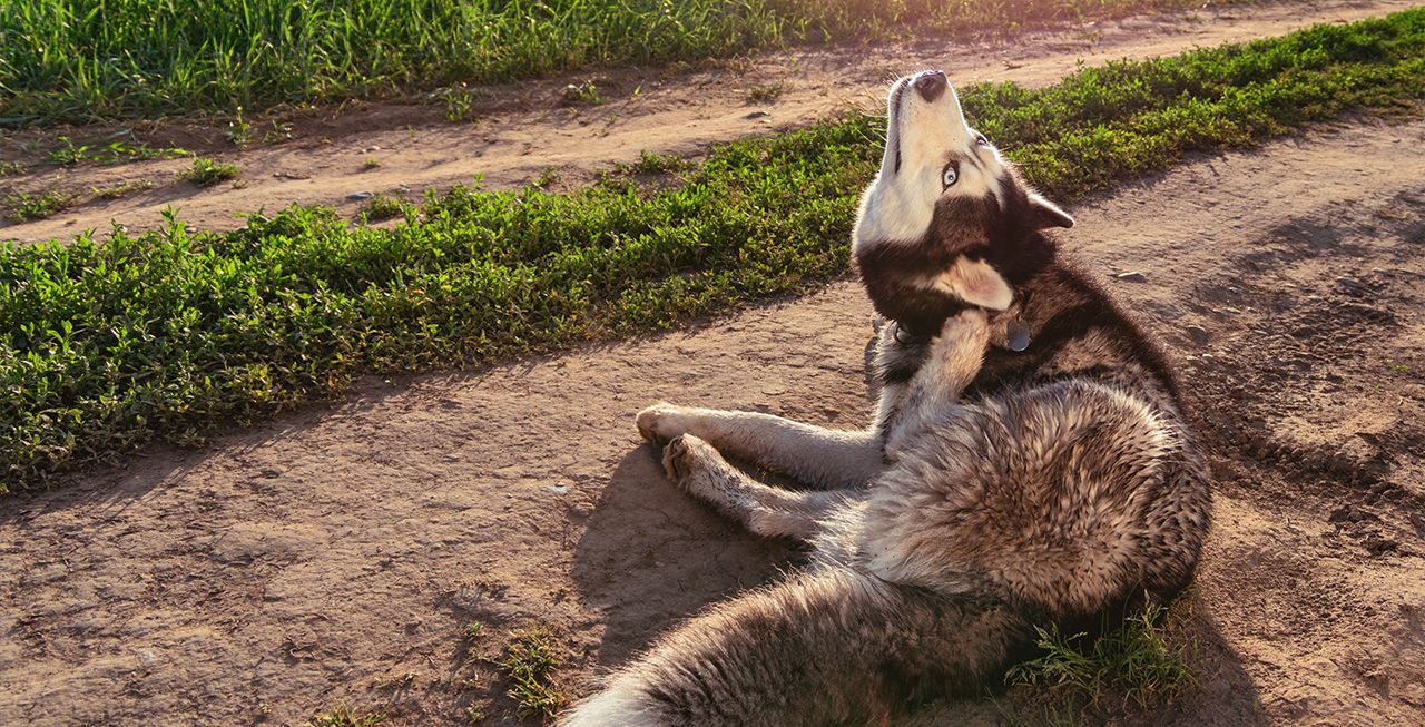 ימי הקיץ מתקרבים? די לגירודים, אמפולה לכלבים!