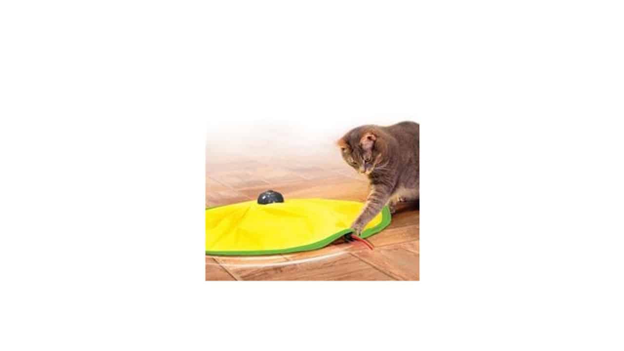 קט קרייזי, שטיח מסתובב לחתולים