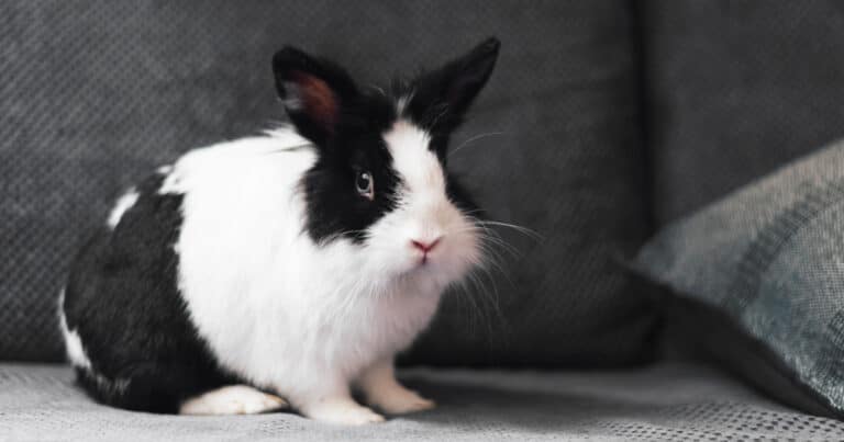 המדריך האולטימטיבי לציוד לארנבים: חובה לכל בעל ארנב