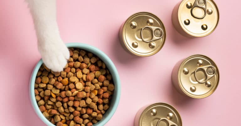 כיצד אוכל רטוב יכול לשפר את בריאותו ואושרו של החתול שלך - אוכל רטוב