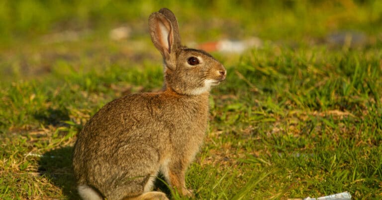 הורות פרוותית מוצלחת: מדריך גידול ארנבות ומכרסמים