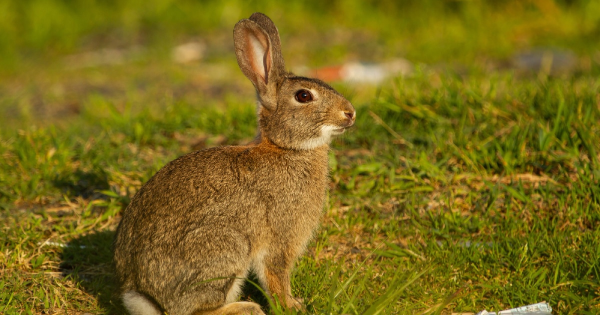 הורות פרוותית מוצלחת: מדריך גידול ארנבות ומכרסמים