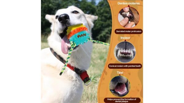 כדור דנטלי מצפצף לכלב בינוני/גדול