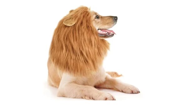 תחפושת נמר לכלב - גזע בינוני/גדול