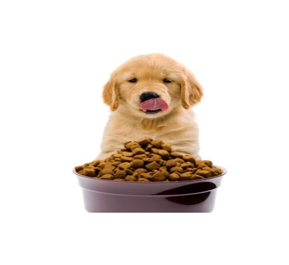 מזון לכלבים 1 e1737476353198