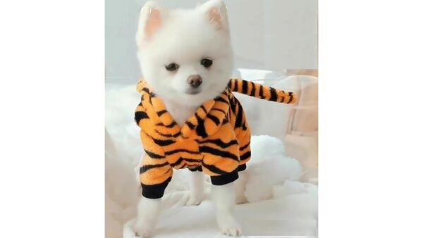 תחפושת נמר לכלב/חתול - גזע קטן