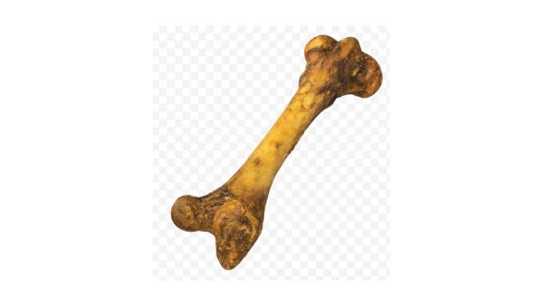 קרניבור, עצם בפאלו אקסטרה לארג' - 35 ס"מ