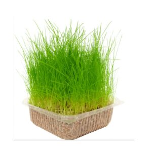 NAYECO, נאיקו דשא לחתול - מארז 100 גרם